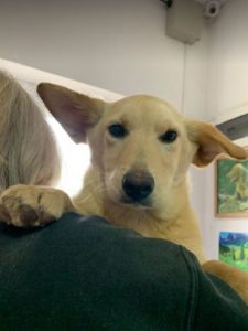 Jeffery a cream Romanian rescue dog | 1 Dog at a Time Rescue UK