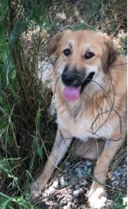 Reba a fawn Romanian rescue dog 1 | 1 Dog at a Time Rescue UK