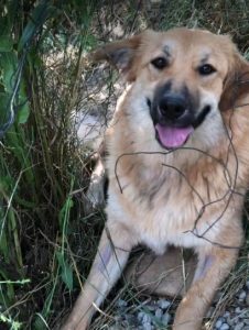 Reba a fawn Romanian rescue dog 1 | 1 Dog at a Time Rescue UK