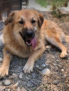 Reba a fawn Romanian rescue dog 1 | 1 Dog at a Time Rescue UK