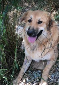 Reba a fawn Romanian rescue dog 1 | 1 Dog at a Time Rescue UK