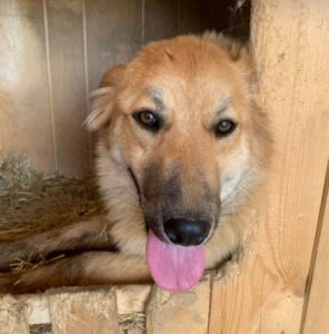 Reba a fawn Romanian rescue dog | 1 Dog at a Time Rescue UK
