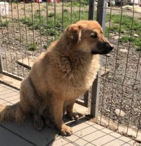 Reba a fawn Romanian rescue dog | 1 Dog at a Time Rescue UK