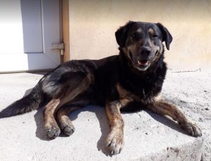 Romeo a black and tan Romanian rescue dog | 1 Dog at a Time Rescue UK