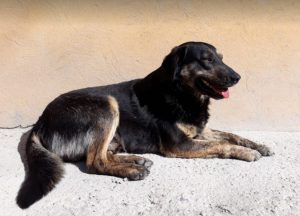 Romeo a black and tan Romanian rescue dog | 1 Dog at a Time Rescue UK