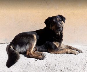 Romeo a black and tan Romanian rescue dog | 1 Dog at a Time Rescue UK
