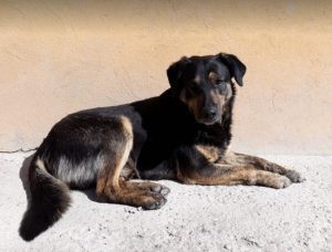 Romeo a black and tan Romanian rescue dog | 1 Dog at a Time Rescue UK