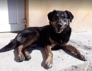 Romeo a black and tan Romanian rescue dog | 1 Dog at a Time Rescue UK