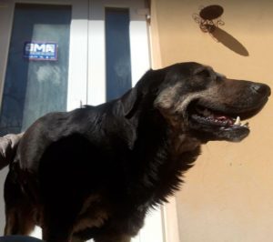 Romeo a black and tan Romanian rescue dog | 1 Dog at a Time Rescue UK