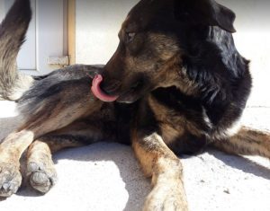 Romeo a black and tan Romanian rescue dog | 1 Dog at a Time Rescue UK