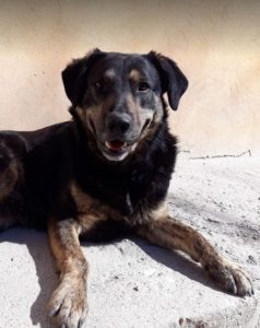 Romeo a black and tan Romanian rescue dog | 1 Dog at a Time Rescue UK