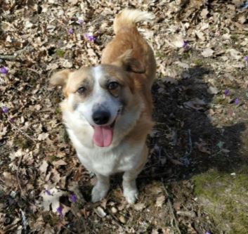 William a tan and white romanian rescue dog 1_1 dog at a time rescue uk William a tan and white romanian rescue dog | 1 dog at a time rescue uk