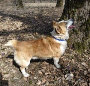 William a tan and white romanian rescue dog | 1 dog at a time rescue uk