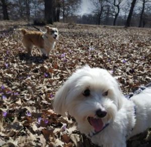 William a tan and white romanian rescue dog | 1 dog at a time rescue uk