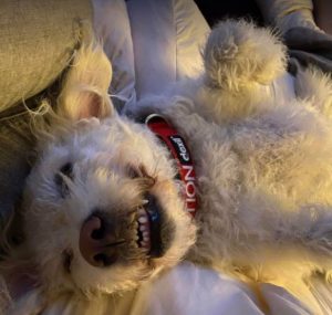 Bodhi a white romanian rescue dog | 1 dog at a time rescue uk