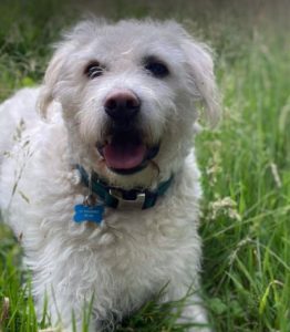 Bodhi a white romanian rescue dog | 1 dog at a time rescue uk