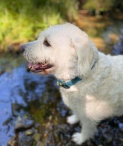 Bodhi a white romanian rescue dog | 1 dog at a time rescue uk