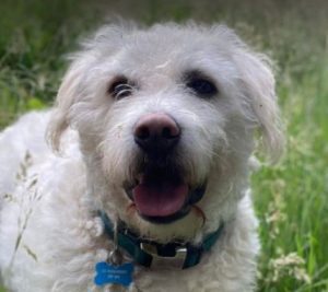 Bodhi a white romanian rescue dog | 1 dog at a time rescue uk