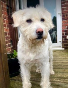 Bodhi a white romanian rescue dog | 1 dog at a time rescue uk