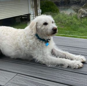 Bodhi a white romanian rescue dog | 1 dog at a time rescue uk