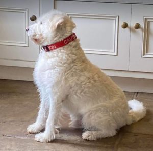 Bodhi a white romanian rescue dog | 1 dog at a time rescue uk