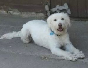 Bodhi a white romanian rescue dog | 1 dog at a time rescue uk