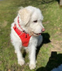Bodhi a white romanian rescue dog | 1 dog at a time rescue uk