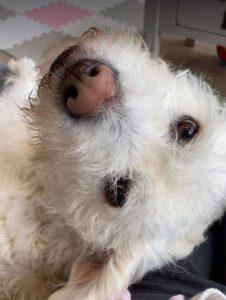 Bodhi a white romanian rescue dog | 1 dog at a time rescue uk