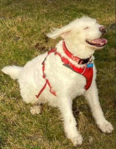 Bodhi a white romanian rescue dog | 1 dog at a time rescue uk