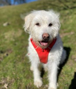 Bodhi a white romanian rescue dog | 1 dog at a time rescue uk