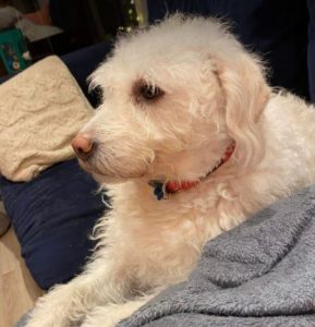 Bodhi a white romanian rescue dog | 1 dog at a time rescue uk