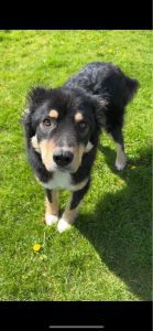 Casey a black and tan Romanian rescue dog | 1 Dog at a Time Rescue UK