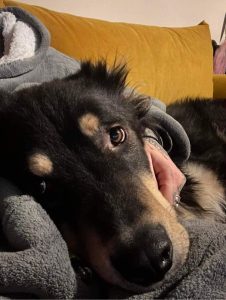 Casey a black and tan Romanian rescue dog | 1 Dog at a Time Rescue UK