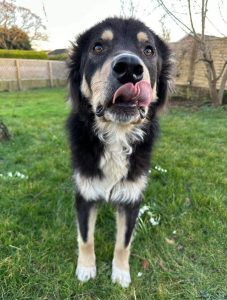 Casey a black and tan Romanian rescue dog | 1 Dog at a Time Rescue UK