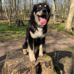Casey a black and tan Romanian rescue dog | 1 Dog at a Time Rescue UK