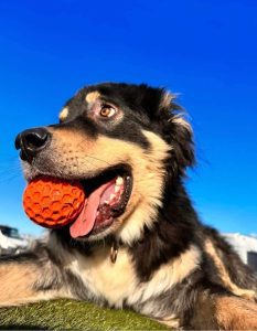 Casey a black and tan Romanian rescue dog | 1 Dog at a Time Rescue UK