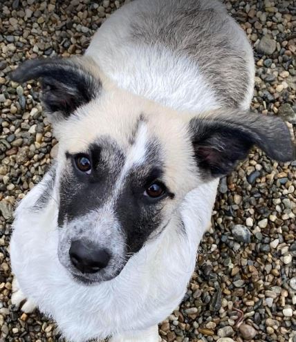 Rosie a grey and white romanian rescue dog 1_1 dog at a time rescue uk Rosie a white and faun Romanian rescue dog | 1 Dog at a Time Rescue UK