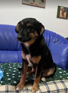 Alfie, a black and tan Romanian rescue dog | 1 Dog at a Time Rescue UK