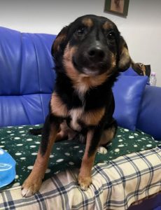 Alfie, a black and tan Romanian rescue dog | 1 Dog at a Time Rescue UK