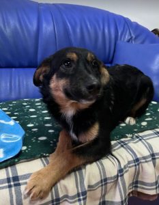 Alfie, a black and tan Romanian rescue dog | 1 Dog at a Time Rescue UK