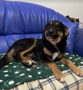 Alfie, a black and tan Romanian rescue dog | 1 Dog at a Time Rescue UK