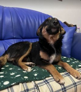 Alfie, a black and tan Romanian rescue dog | 1 Dog at a Time Rescue UK