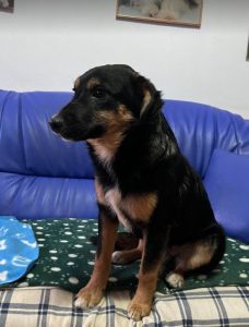 Alfie, a black and tan Romanian rescue dog | 1 Dog at a Time Rescue UK