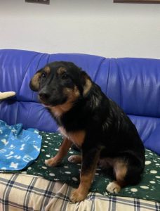 Alfie, a black and tan Romanian rescue dog | 1 Dog at a Time Rescue UK