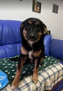 Alfie, a black and tan Romanian rescue dog | 1 Dog at a Time Rescue UK