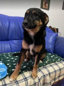 Alfie, a black and tan Romanian rescue dog | 1 Dog at a Time Rescue UK