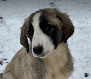 Amber a grey and white rescue dog | 1 dog at a time rescue UK