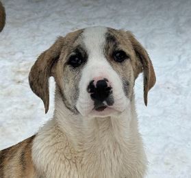 Ashley a white and grey rescue dog | 1 dog at a time rescue UK