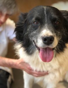 Bango a black and white romanian rescue dog | 1 dog at a time rescue UK