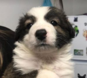 Bella a brown and white romanian rescue dog | 1 dog at a time rescue uk